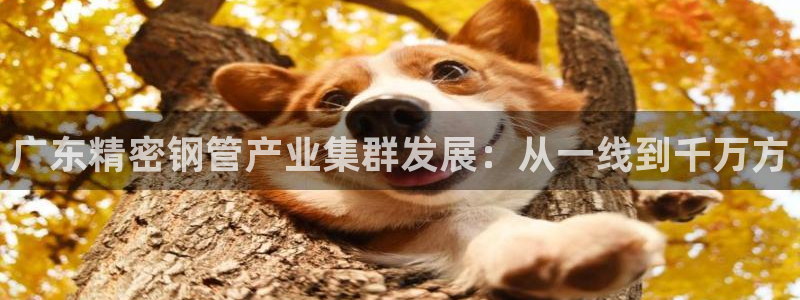 彩神velcome购彩大厅：广东精密钢管产业集群发展：从一线到千万方